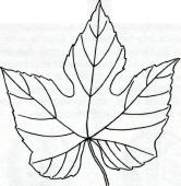 Лист Vitis argentifolia Munson