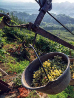 Кризисы и реструктуризация мирового виноградарства во 2-й половине XIX в