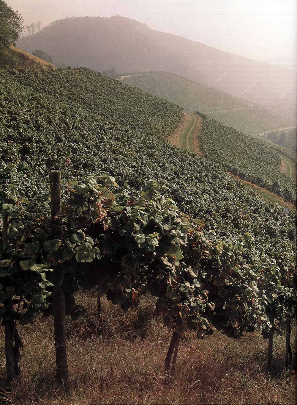 Виноградники Франконии