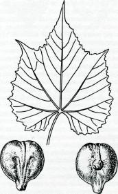 Vitis cordifolia