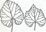 Листья Vitis rufotomentosa Small