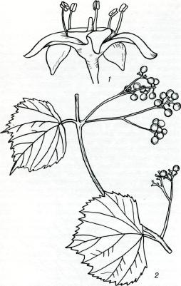 Ampelopsis aegirophylla