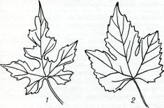 Листья Ampelopsis japonica