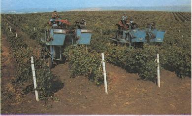 Механизированная уборка винограда